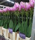 summer tulip